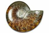 Polished Ammonite (Cleoniceras) Fossil - Madagascar #344306-1
